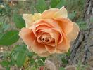 Golden Freelander rose photo