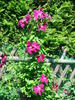 Westerplatte clematis photo