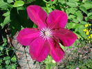 Westerplatte clematis photo