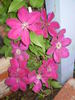C. 'Westerplatte' clematis photo