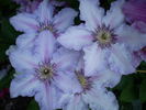 Ekstra clematis photo