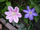 Ken Donson clematis photo