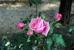 Fabergé rose photo