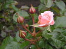 Dear One rose photo