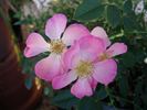 Astra ™ rose photo