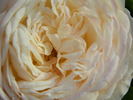 Edith Schurr rose photo