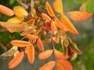 OADEFED rose photo
