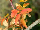 OADEFED rose photo
