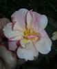 2BY2XPPD rose photo