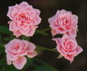 Bush Baby rose photo