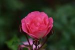 Sunrise Sunset rose photo