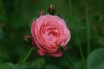 Mein Schöner Garten ® rose photo
