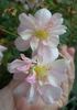 2BY2XPPD rose photo