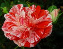 Tiger Tail rose photo