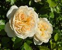 Jardins de l'Essonne rose photo