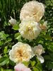 Jardins de l'Essonne rose photo