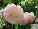 Jardins de l'Essonne rose photo