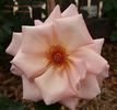 Truly Amazing rose photo