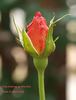 Truly Amazing rose photo