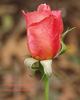 Truly Amazing rose photo