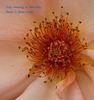 Truly Amazing rose photo