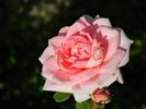 GTDLFED rose photo