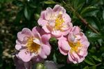 Frau Hilde Ruf rose photo