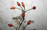Frau Hilde Ruf rose photo