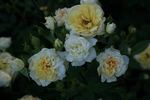 Golden Mozart rose photo