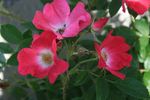 Himmelsstürmer rose photo