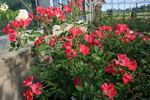 Himmelsstürmer rose photo