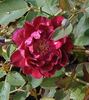 Purple Buttons rose photo