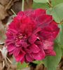 Purple Buttons rose photo