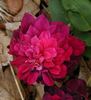 Purple Buttons rose photo
