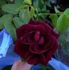 Night rose photo