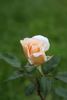 Mrs. Fred Straker rose photo