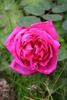 Marquise Litta rose photo