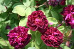 Haddington rose photo