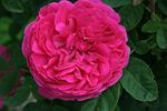 Pompon Perpetual rose photo
