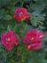 Rubies 'n' Pearls rose photo