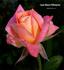 Lady Mavis Pilkington rose photo