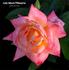 Lady Mavis Pilkington rose photo