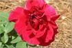 Griff's Red rose photo