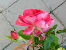 LynChild rose photo