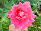 LynChild rose photo