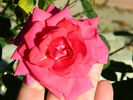 LynChild rose photo