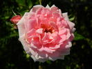 GTDLFED rose photo