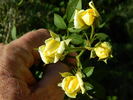 ILC1-72-1 rose photo