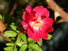 Magic Wand rose photo