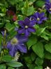 Bonanza clematis photo